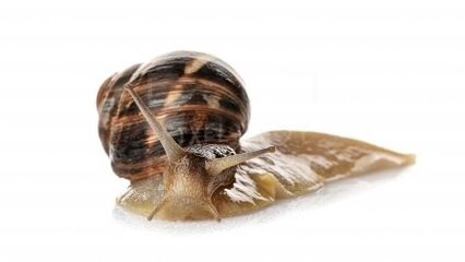 Input contains snail mucin